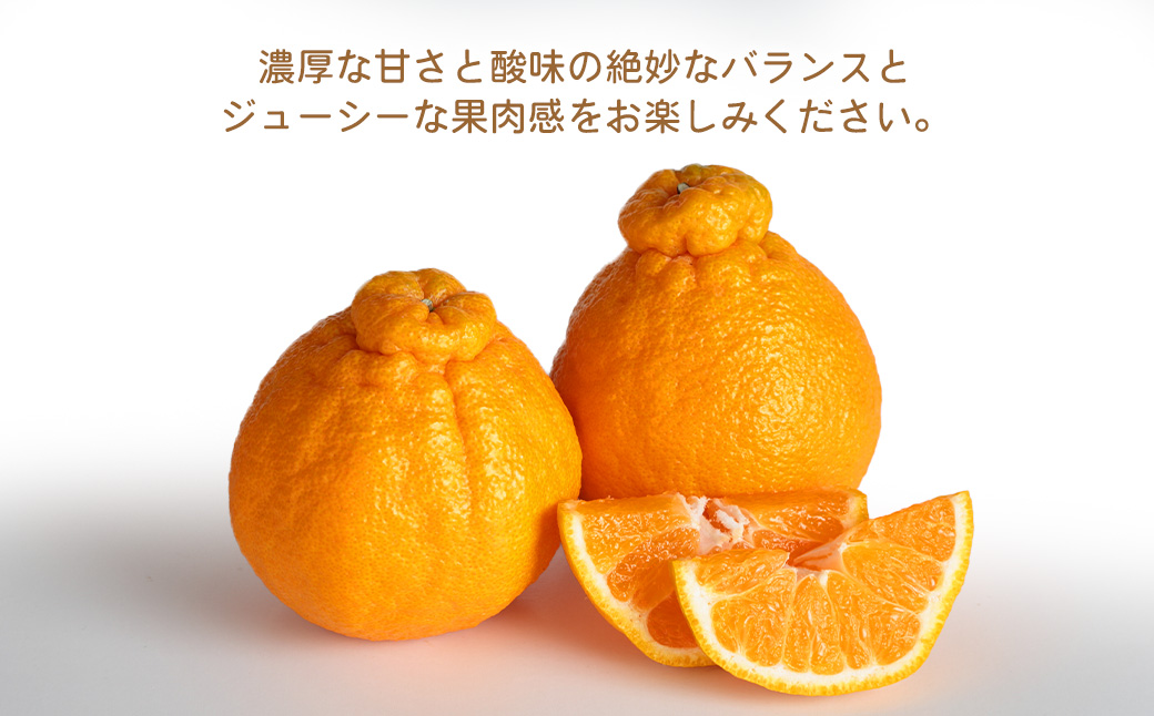 環境マイスターの不知火 良品2.5kg （栽培期間中は無肥料・低農薬） 果物 くだもの フルーツ 不知火 しらぬい 柑橘 みかん 【2026年1月上旬〜4月下旬迄順次発送予定】