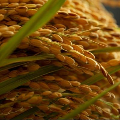 ふるさと納税 与謝野町 【毎月定期便】京都府産「京の豆っこ米」5kg　おいしい丹後のコシヒカリ　農家直送全3回 |  | 01