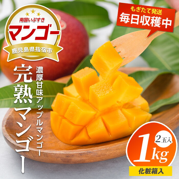 【ふるさと納税】毎日収穫随時発送中！美味しいマンゴーできました！＜期間限定＞指宿産アップルマンゴー3Lサイズ(約1kg 2玉・化粧箱入) 鹿児島 アップルマンゴー マンゴー 果物 くだもの フルーツ 完熟 夏 旬 いぶすき【岡村商店】