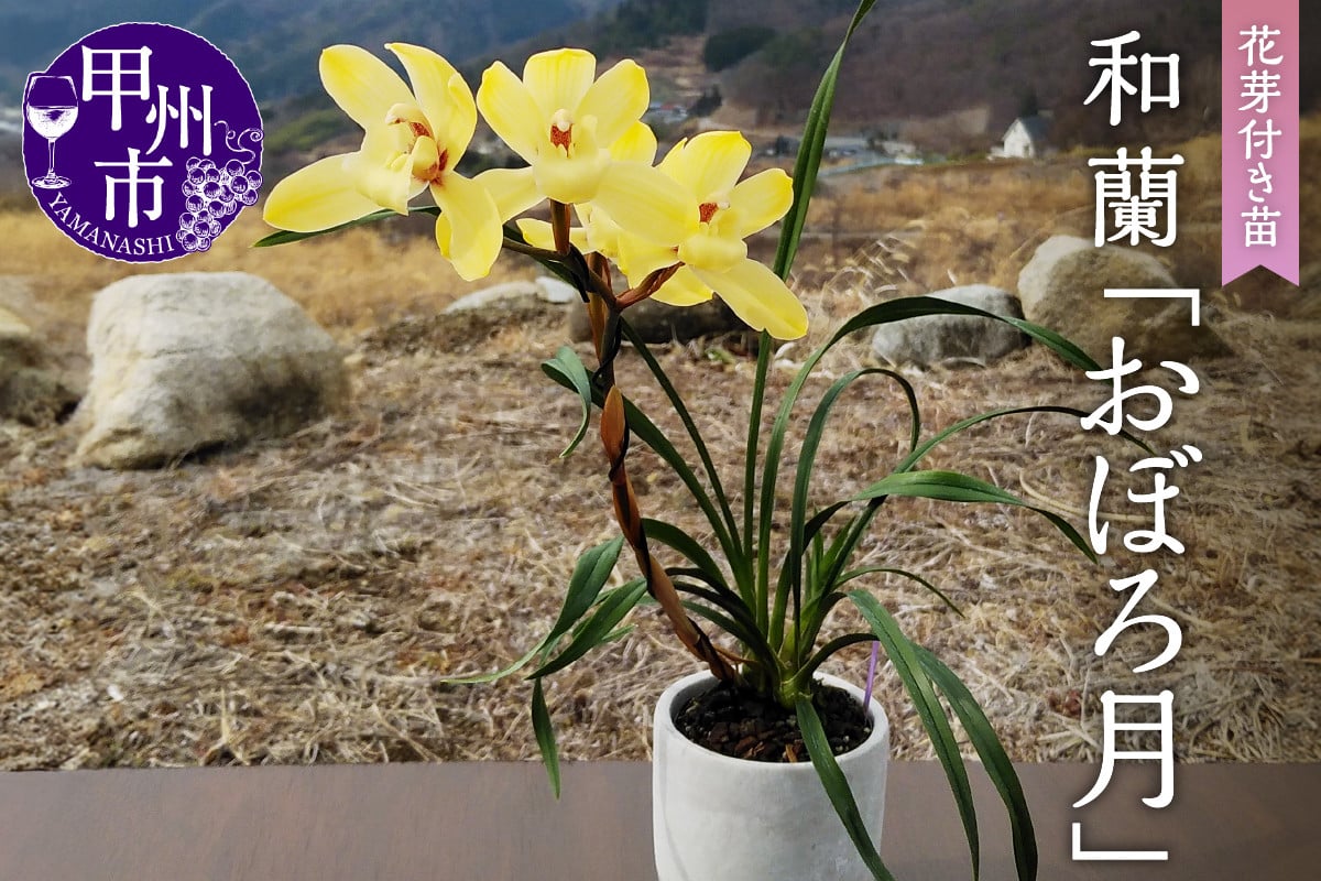 
            芳香品種 和蘭 「おぼろ月」 花芽～開花株 ４号陶器鉢付 B15-1114
          