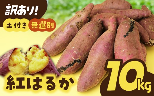 紅はるか【訳あり】さつまいも(土付き 無選別) 10kg  |  訳あり 採れたて 新物 紅はるか べにはるか・SS～L混載 さつまいも 茨城県 サツマイモ 生芋 ほくほく 土付き 焼き芋