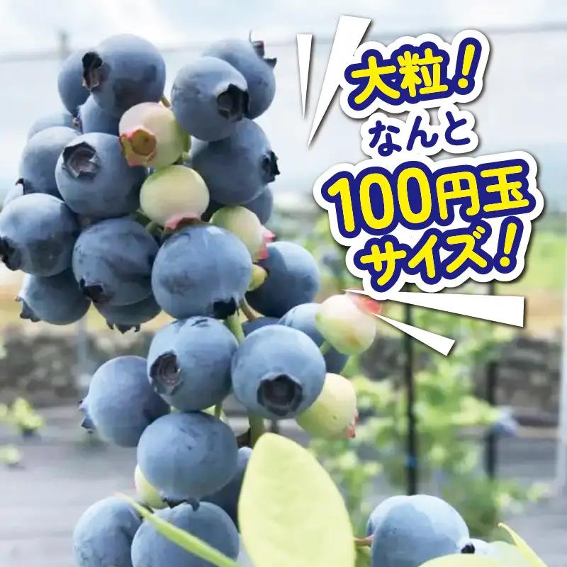 ブルーベリー 350g 大粒 【 ブルーベリー 】