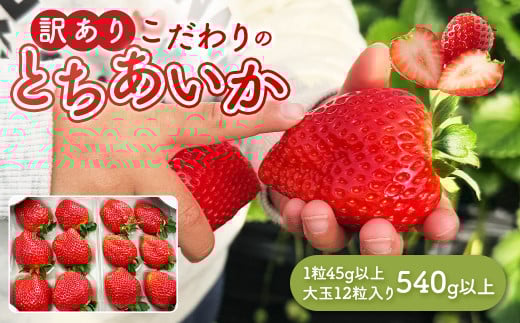 「訳あり」とちあいか1粒45g以上 大玉 12粒入り 540g以上｜ 訳あり とちあいか いちご 苺 栃木県 果物 フルーツ ※北海道・沖縄・離島への配送不可 ※2026年1月中旬～3月中旬頃に順次発送予定