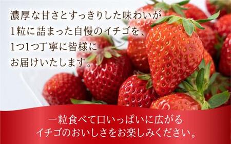 【数量限定】先行予約 いちご【3月・4月限定発送】朝摘み! 濃厚 紅ほっぺ 約900g～1kg | 産地直送 農家直送 2パック 苺 イチゴ 数量限定 果物 フルーツ 新鮮 春 旬 国産 飛騨高山 m