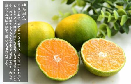 ゆら早生 みかん 小玉ちゃん 箱込2.5kg(内容量 2.3kg) 2Sサイズ以下 秀優混合 有田みかん 和歌山県産 【みかんの会】