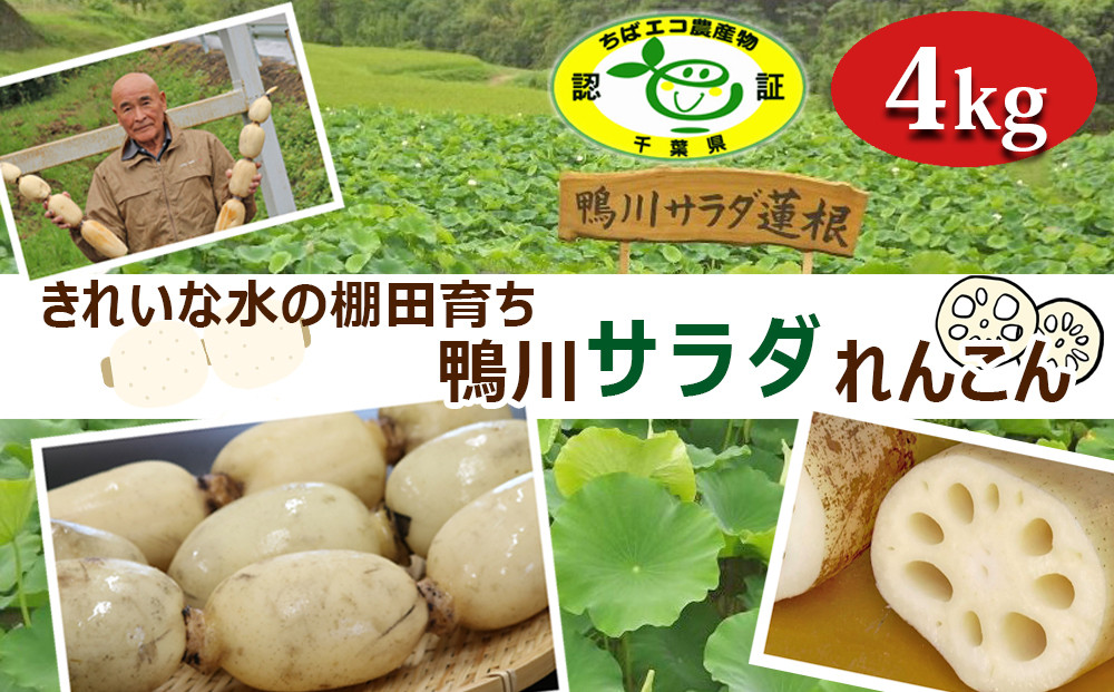 
                  【きれいな水の棚田育ち】シャキっと甘い『鴨川サラダれんこん』 4kg [0014-0028]
                
