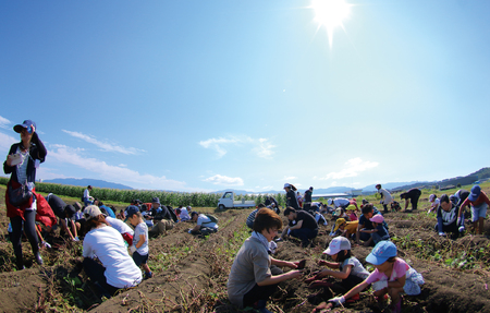 【期間限定】＜【Ａ】2025年度おいも株オーナー制度1口セット2株 霧島紅かぐら（最低2.4kg保証）＞2025年12月中旬頃に熟成されたさつまいもをお届け！きりしまべにかぐら サツマイモ 芋 権利書
