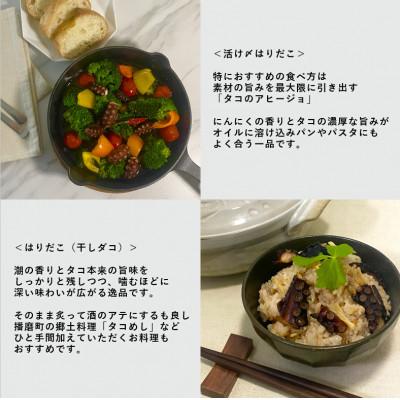 ふるさと納税 播磨町 播磨町産【活け〆はりだこ・はりだこ(干しダコ)セット(各1枚)】　計2枚(真空・冷凍) |  | 03