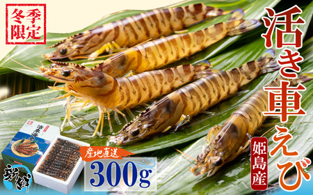 【期間限定】姫島産 活き車えび (養殖) 300g 常温配送 お歳暮ギフト 熨斗可 【宅配ボックス不可】 国産 海鮮 ギフト 刺身 焼き しゃぶしゃぶ A31