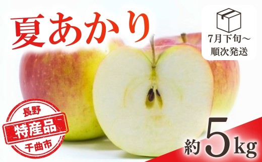 【2026年先行予約】りんご 夏あかり(長野県オリジナル品種) 約5kg | りんご 林檎 リンゴ 信州りんご 長野県 千曲市