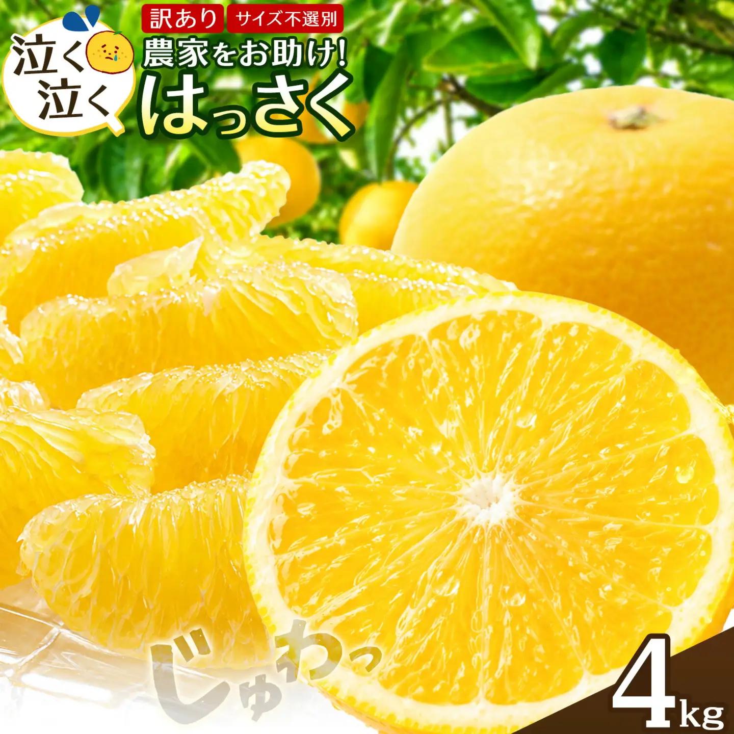 はっさく4kg 訳あり 八朔 