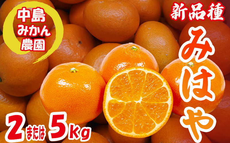 
            【2025年12月から発送】みはや 家庭用 2kg または 5kg 新品種 紅いダイヤ 数量選択可 中島みかん農園｜先行予約 みかん 蜜柑 柑橘 甘い 中島 温州 数量 限定 愛媛 松山
          