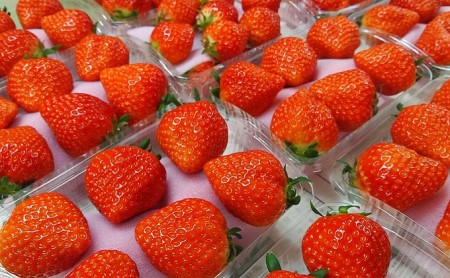 食べてご苺（さぬき姫）約500g（約250g×2パック） 果物類 いちご イチゴ 観音寺産 オリジナル品種 紅色 高設式養液栽培 プレゼント 