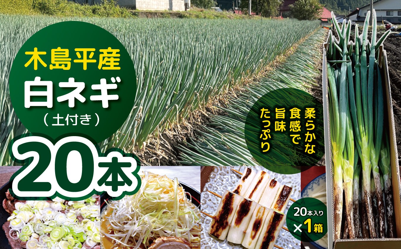 木島平産白ネギ（土付き）20本（太地農園） | 野菜 やさい ベジタブル vegetable  ネギ 白ネギ お鍋 鍋料理 薬味 炒め物 焼き野菜 20本入 木島平村 長野県 信州 北信州