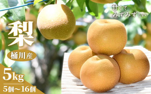 
桶川産の梨　5kg【1423786】
