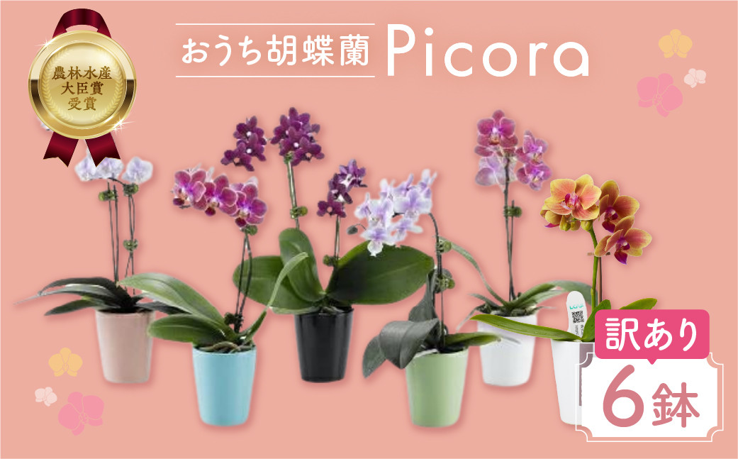 
                  胡蝶蘭 鉢花 胡蝶蘭『ピコラ』 ミディ 6鉢 セット 訳あり おまかせ 鉢植え 豊橋市 胡蝶蘭 鉢花 胡蝶蘭 鉢花 胡蝶蘭 鉢花 胡蝶蘭 鉢花 胡蝶蘭 鉢花 胡蝶蘭 鉢花 胡蝶蘭 鉢花 胡蝶蘭 鉢花 胡蝶蘭 ピコラ 胡蝶蘭 ピコラ 胡蝶蘭 豊橋 胡蝶蘭 豊橋 胡蝶蘭 ピコラ 胡蝶蘭 豊橋 胡蝶蘭 ピコラ 胡蝶蘭 豊橋 胡蝶蘭 ピコラ 胡蝶蘭 豊橋 胡蝶蘭 ピコラ 胡蝶蘭 豊橋
                