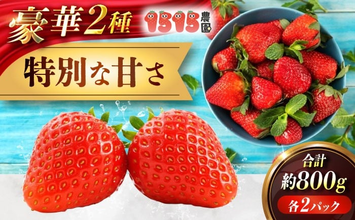 
                  苺 「もういっこ・紅ほっぺ」200ｇ×4パックセット もういっこ 紅ほっぺ いちご イチゴ セットフルーツ 果物 スイーツ 苺ジャム おやつ べにほっぺ ジャム ヨーグルト ケーキ 甘味 パフェ 甘い 酸味 バランス 艶 4パック 人気 おすすめ ギフト プレゼント 贈答 食後の デザート ショートケーキ くだもの 洋菓子 焼き菓子 広島県福山市/1515農園 [BAGD001]
                