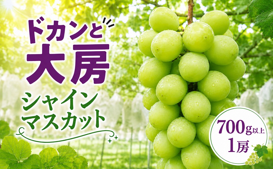 
                  シャインマスカット ぶどう 種なし 1房 先行予約 生産者直送 朝採れ 期間限定｜シャインマスカット ぶどう 葡萄 グレープ 果物 フルーツ 甘い おいしい 大房 旬 農家直送 新規就農  限定 果樹 高級果物 お取り寄せ 新鮮 人気品種 デザート スイーツ 美味しい ギフト 人気 井上レジャー 茨城県 常陸太田市
                