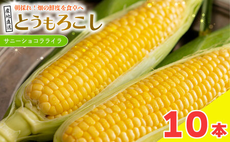 とうもろこし サニーショコラライラ 10本 4kg 先行予約 | とうもろこし