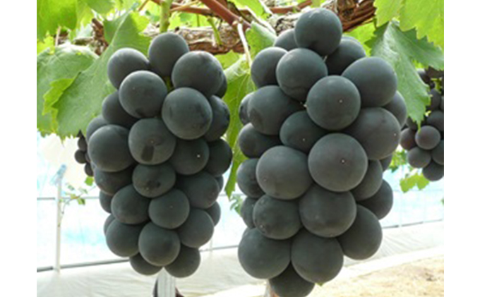 大粒で濃厚な甘み「ピオーネ」　大房1房（化粧箱入り）約600ｇ 果物 ぶどう フルーツ 