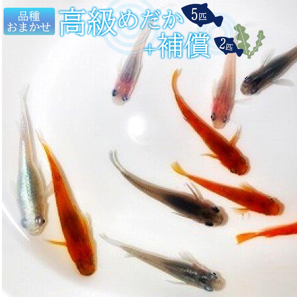 高級めだか 5匹＋補償 2匹（品種はおまかせ）_BA6012
