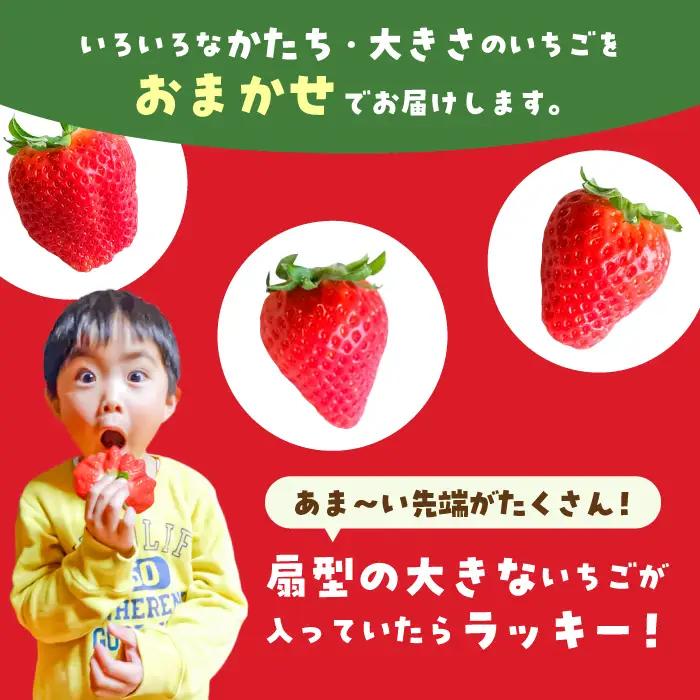 【1月から3月発送】【3回定期便】いちごさん 約800g（約200g×4P）いちご イチゴ 苺[FDF002]