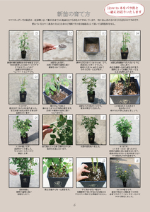 【2026年7月発送】バラ苗鉢植え「長尺・つる性ジュリア」　 バラ苗 1鉢 ノイバラ台木 花 長尺 つるバラ 丸弁 平咲き 弱い返り咲 中香 8寸鉢 2年生苗 ガーデニング 初心者 母の日 父の日 誕