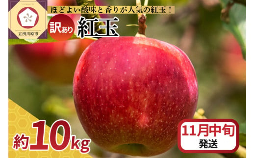 【2024年11月中旬発送】【訳あり】 りんご 10kg 紅玉 アップルパイ に最適 青森 不揃い