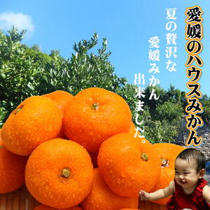 【2026年7月中旬頃から順次発送】ハウスみかん 愛媛 秀品 おすすめ 人気 ギフト みかん JA 愛媛県 松山市 柑橘 くだもの ハウスみかん ミカン果汁 デザート 愛媛みかん 柑橘類 カンキツ か