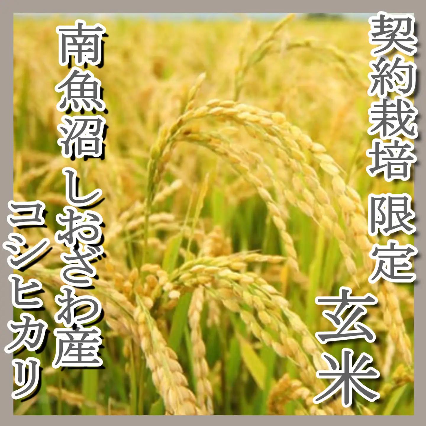 【令和7年】●玄米● 【定期便8Kg×12ヶ月】  生産者限定 南魚沼しおざわ産コシヒカリ｜こしひかり