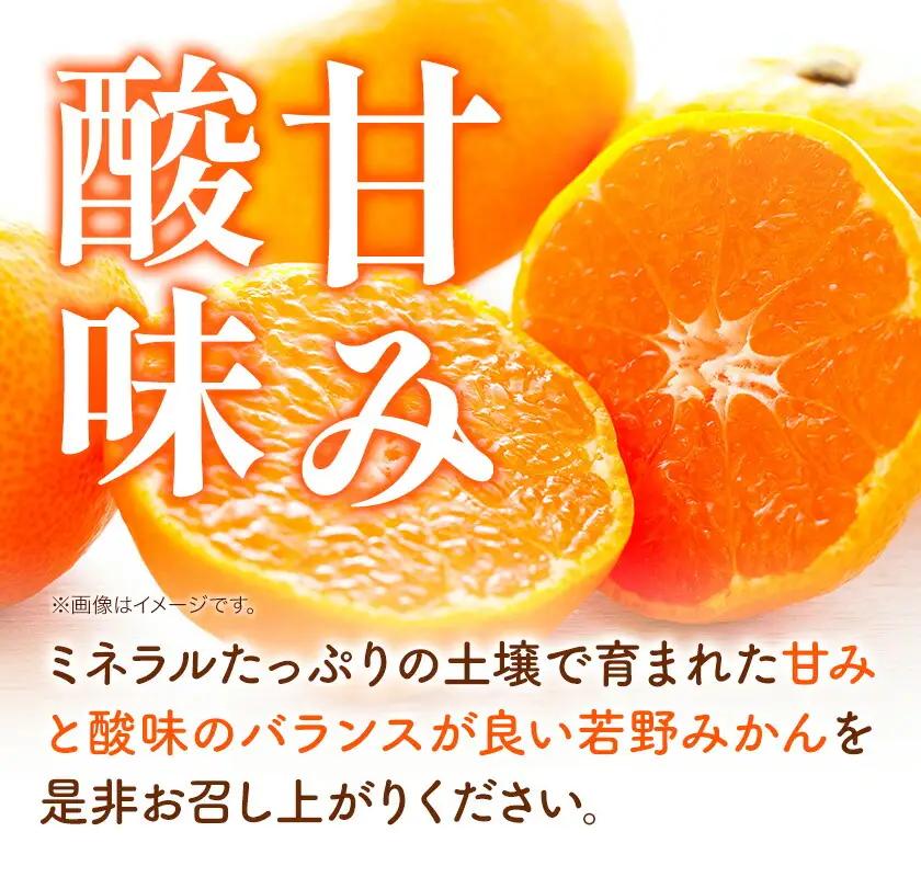訳あり 若野みかん (2S～Lサイズ)  約5kg マルエイ農園 みかん
