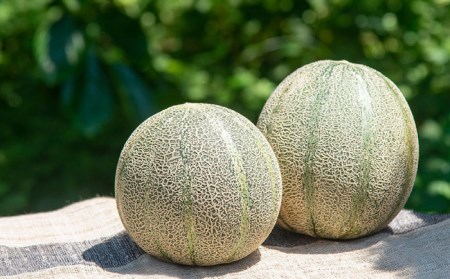 【予約受付中】【贈答用】 天然酵素で育った アムスメロン「翠」特大 1個 《壱岐市》【フレッシュメイト壱岐】 フルーツ 果物 メロン [JAZ006] 8000 8000円  コダワリメロン こだわり