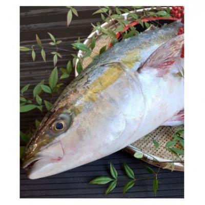 ふるさと納税 長崎市 長崎近海　天然寒ぶり!浜揚げ活き〆直送!!約8kg