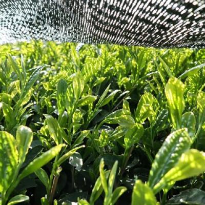 ふるさと納税 小竹町 浅炒り八女ほうじ茶50g×2袋(小竹町) |  | 03