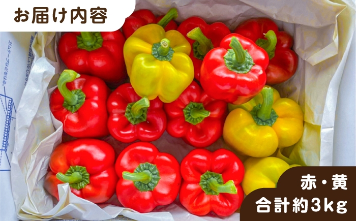 野菜 やさい パプリカ ピーマン 肉厚 生 ピクルス マリネ 肉詰め