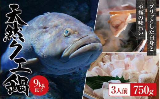 【冷蔵】天然 クエ 9kg 以下 クエ鍋セット 3人前(250g×3) 【2026年11月下旬から2027年2月下旬までに順次発送致します。】 / 高級 海鮮 お魚 魚  くえ鍋 クエ鍋 くえ くえ天然 冷蔵 海産物【tkw003A-1】