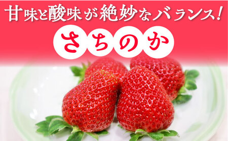 【2025年発送分 先行予約】【ビタミンC豊富な濃厚いちご】さちのか 500g（250g×2パック） / 苺 イチゴ いちご フルーツ 果物 / 佐賀県 / さかもとさんの畑[41ABAA007]