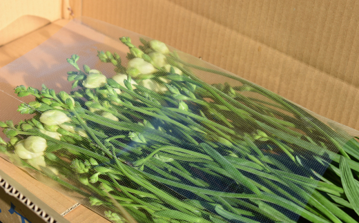 3月発送：優しい香り フリージア 黄色　50本 生産者直送 直送 生花 切り花 花 はな 春 先行予約 予約 茨城県 利根町