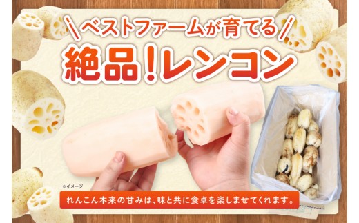 訳あり れんこん 2kg 蓮根 レンコン 野菜 エコ栽培 国産 茨城県産 茨城県 阿見町 新鮮 農家直送 産地直送 （89-03）