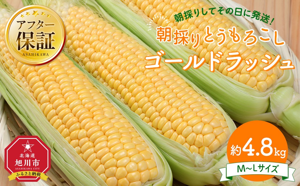 
            【26年先行予約】朝採り とうもろこし ゴールドラッシュ 約4.8kg (M～Lサイズ×15本)(2026年8月中旬発送予定) 【 人気 北海道産 糖度 生 野菜 スイートコーン 産地直送 バーベキュー BBQ コーン 旬 お取り寄せ 旭川市 北海道 】_03903
          