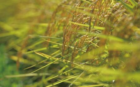 【定期便令和7年産新米予約】関智晴がつくる南魚沼塩沢産コシヒカリ 10kg×全12回 減農薬栽培米【2025年9月中旬より順次発送予定】