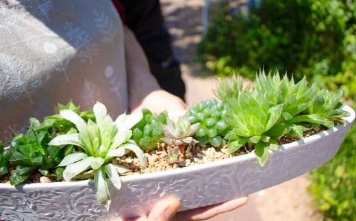 ハオルチアの寄せ植え【多肉植物 植物 グリーン よせうえ 観葉植物 手植え 癒し インテリア ナチュラル かわいい 自然 プレゼント ギフト 贈り物】