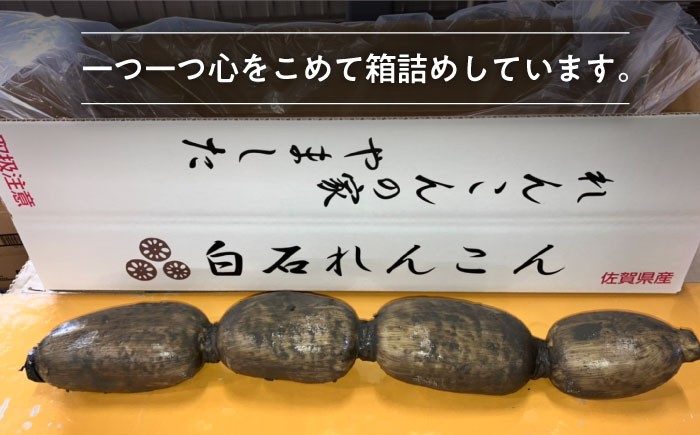 【3回定期便】もっちりとした食感がたまらない白石れんこん