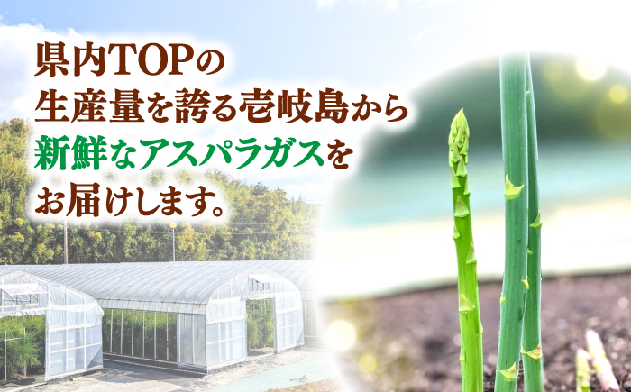 【アスパラガス専門農家が作る！】壱岐産アスパラガス4.5kg≪壱岐市≫【きたじま農園】 国産 冷蔵配送 産地直送 朝採れ 新鮮 [JGI001]