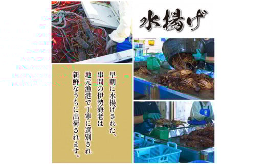 L-F1 <期間・数量限定>串間市産!天然イセエビ3.6kg以上 【串間市漁業協同組合】