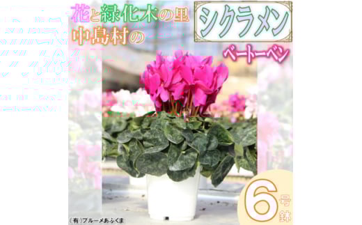 ＜先行予約＞シクラメン6号鉢(ベートーベン)　ブルーメあぶくま【1494367】