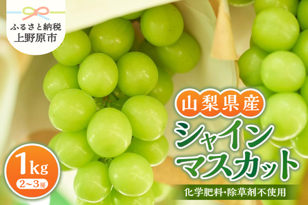 【2026年先行予約】 山梨県産シャインマスカット 1kg（2～３房）【化学肥料、除草剤不使用】ぶどう 葡萄 フルーツ 果物 農園直送