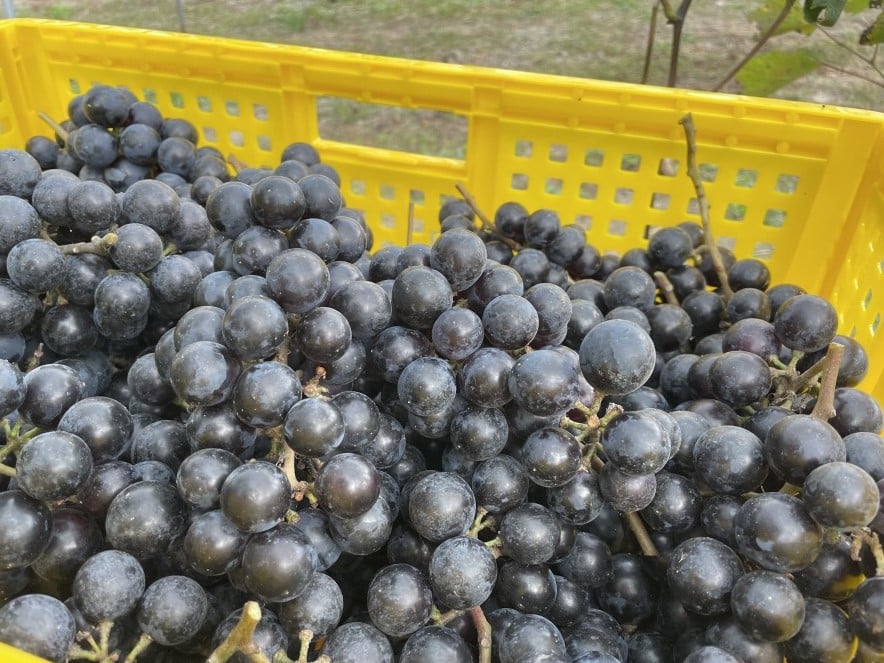 収穫されたマスカットベーリーA、これがワインになります