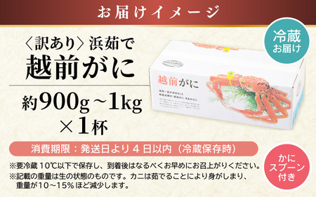 【先行予約】【訳あり】≪浜茹で≫ 天然 越前がに 大サイズ × 1杯 かにスプーン付き 【2024年11月上旬以降順次発送予定】 はるか丸の船長が厳選！【足折れ】【冷蔵 本場の味 ボイル 越前ガニ 蟹