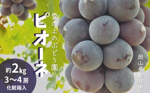 雲の上のぶどう園 ピオーネ 約2kg 3～4房 【先行予約 2026年9月上旬から順次発送】